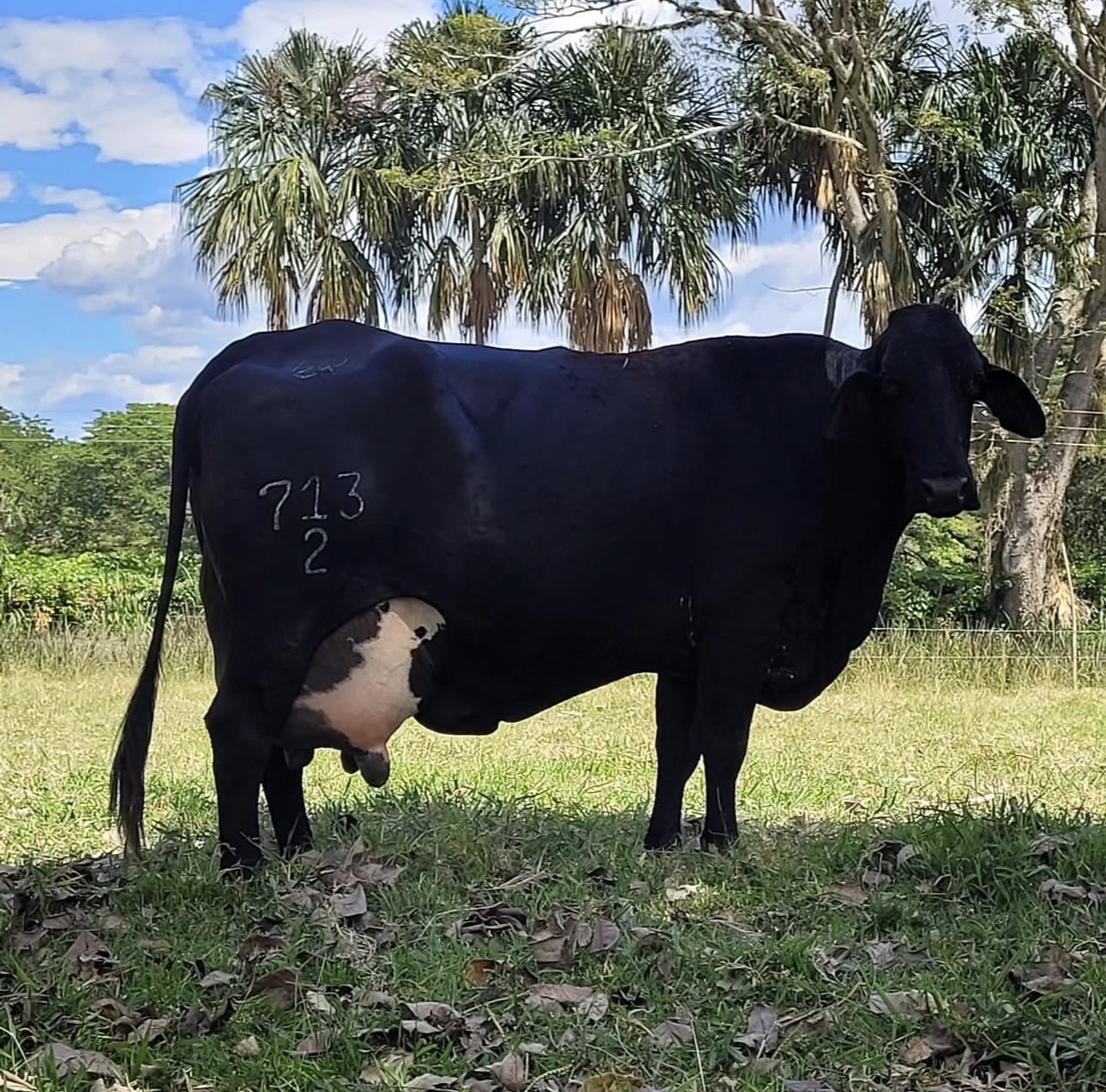 Black cow standing beneath palms at Hacienda el Encinar