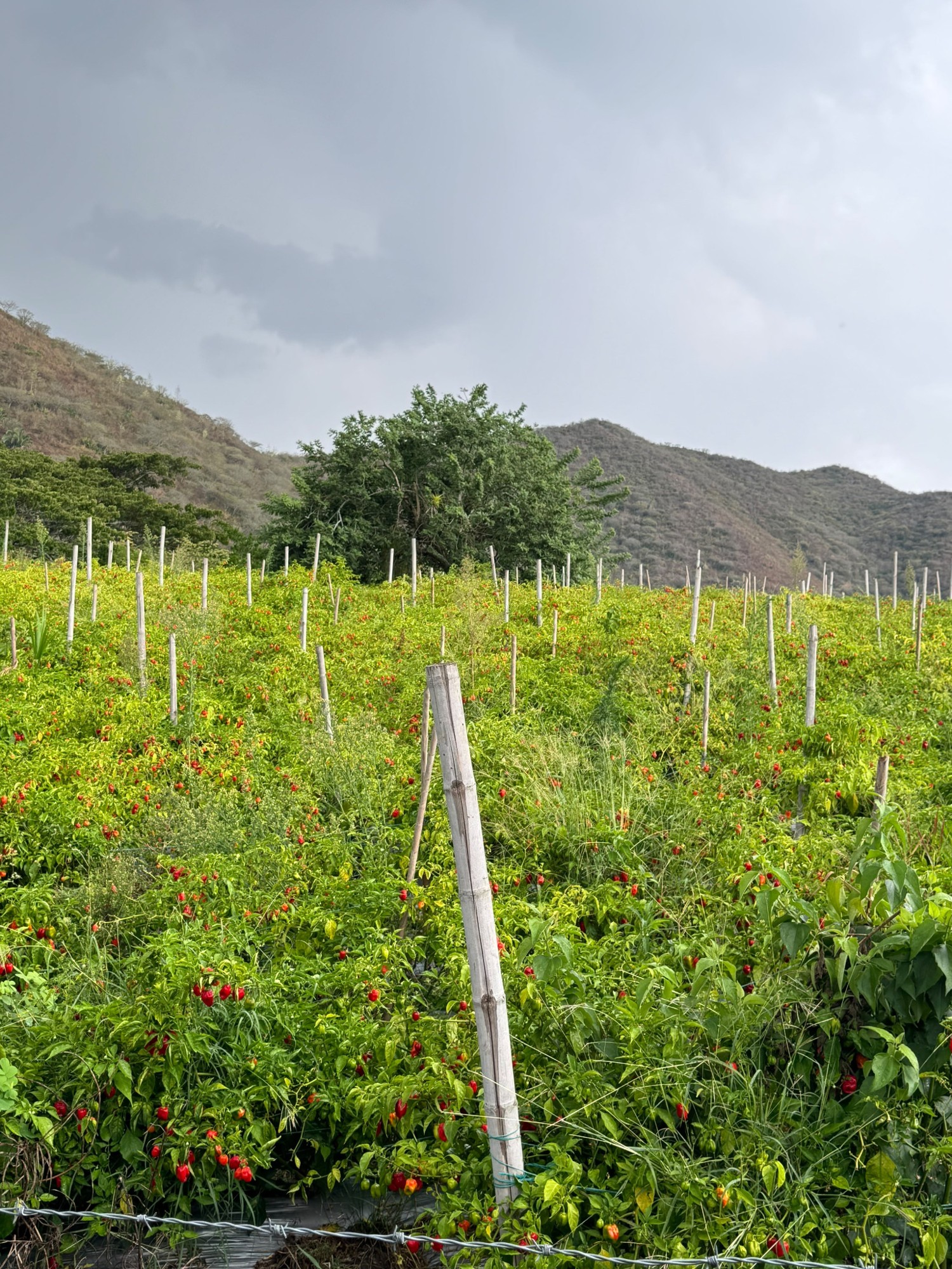 Original view of the cultivated field operated by the grower leasing land at Hacienda el Encinar