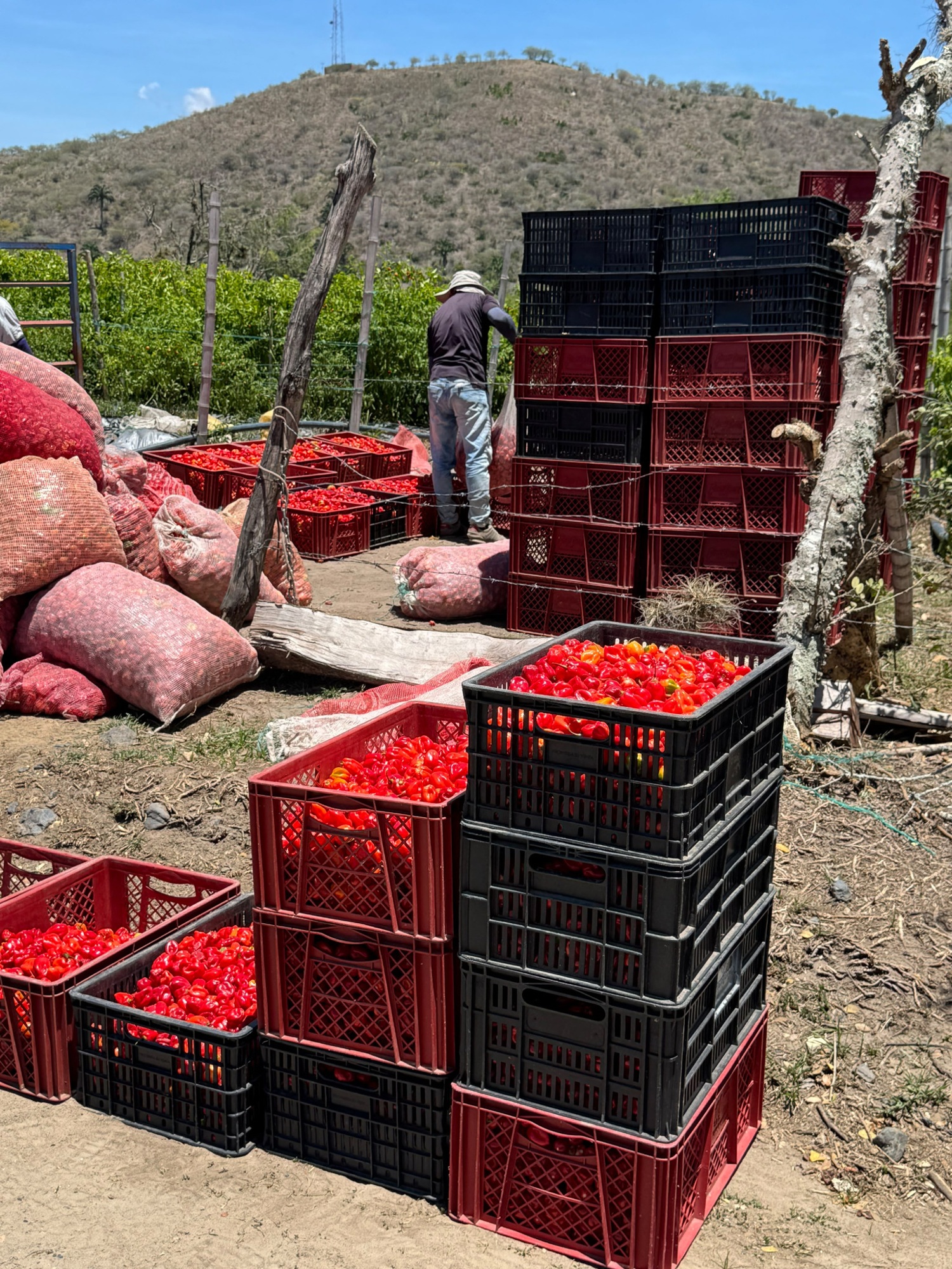 Original photograph of baskets of red habanero harvested from leased land at Hacienda el Encinar
