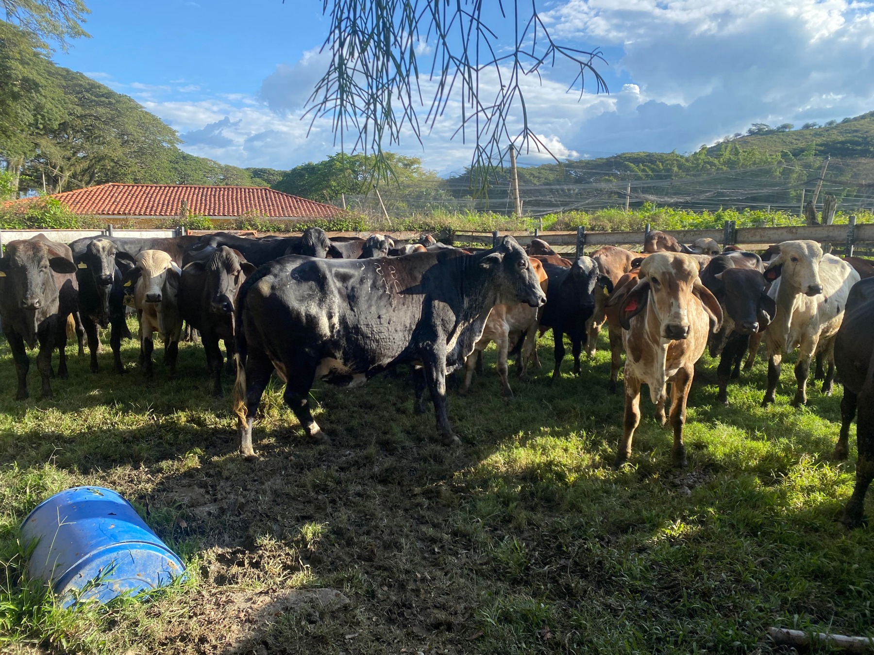 Cattle gathered in the corral at Hacienda el Encinar, surrounded by trees and hills