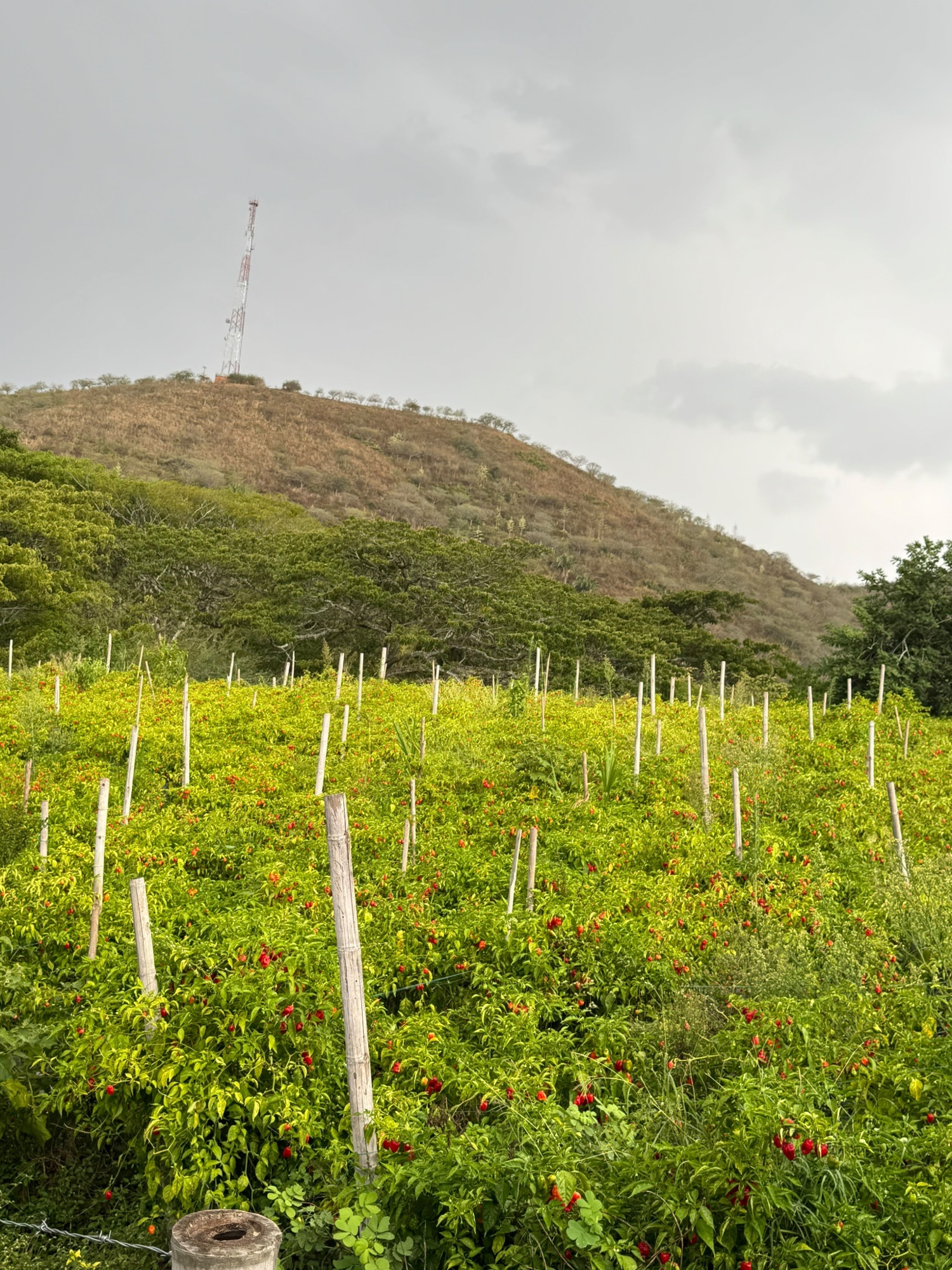 Original photograph of the habanero crop cultivated on leased land at Hacienda el Encinar