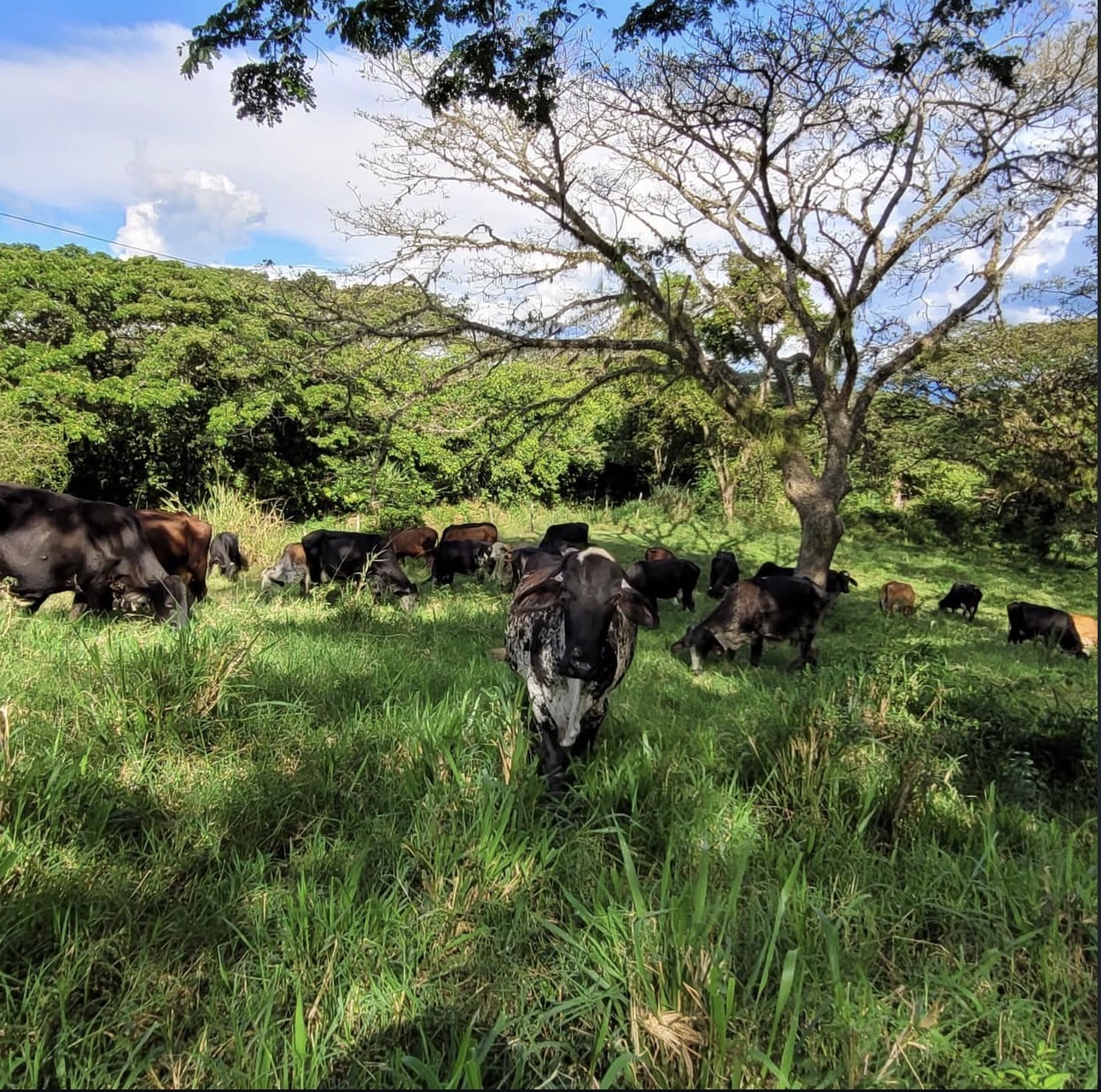 Our cattle grazing beneath a large tree at Hacienda el Encinar