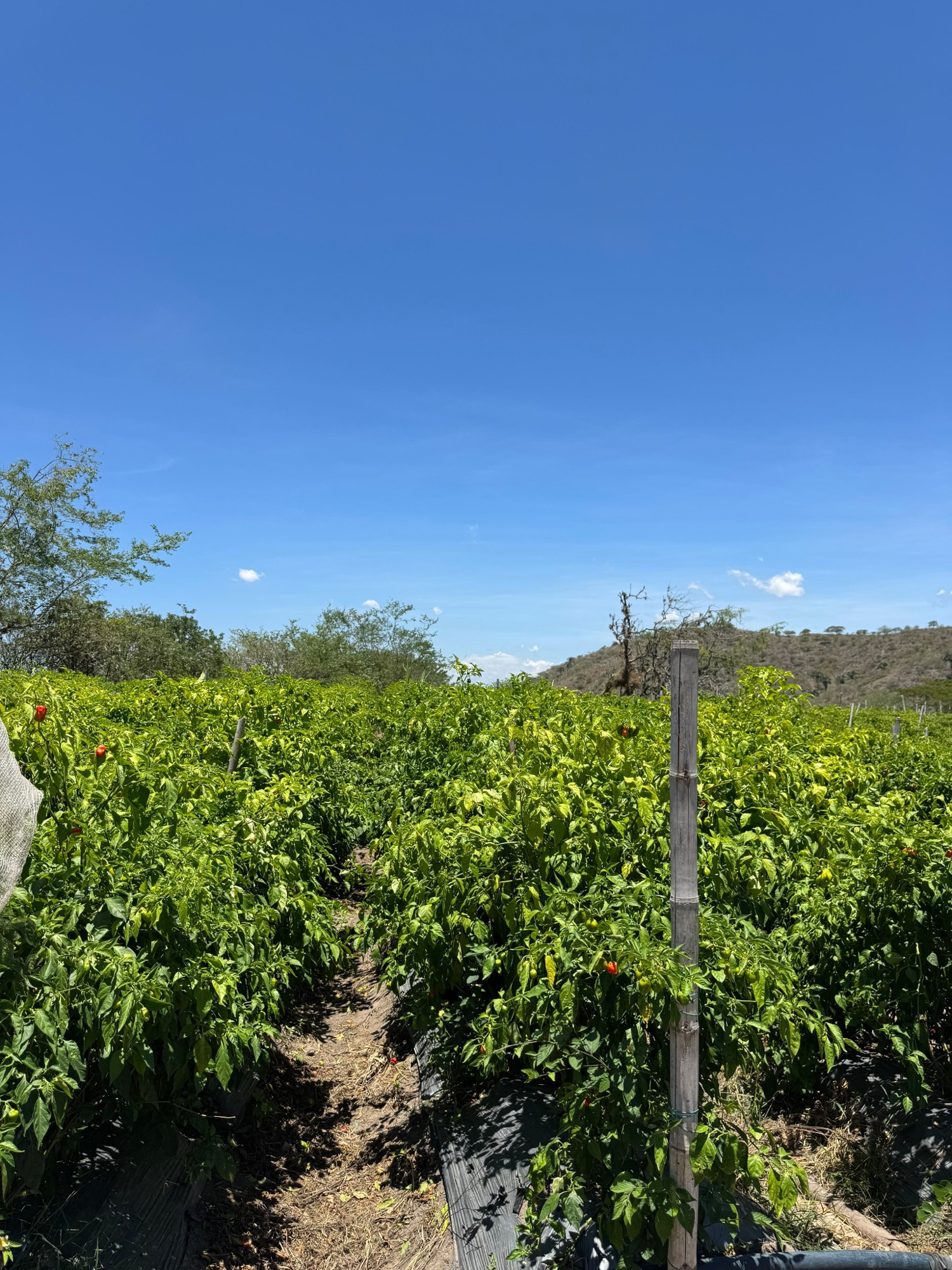 Habanero crop rows at Hacienda el Encinar
